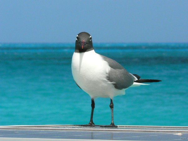 62- La mouette rieuse 